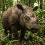 a new rhythm for the sumatran rhinoceros 1