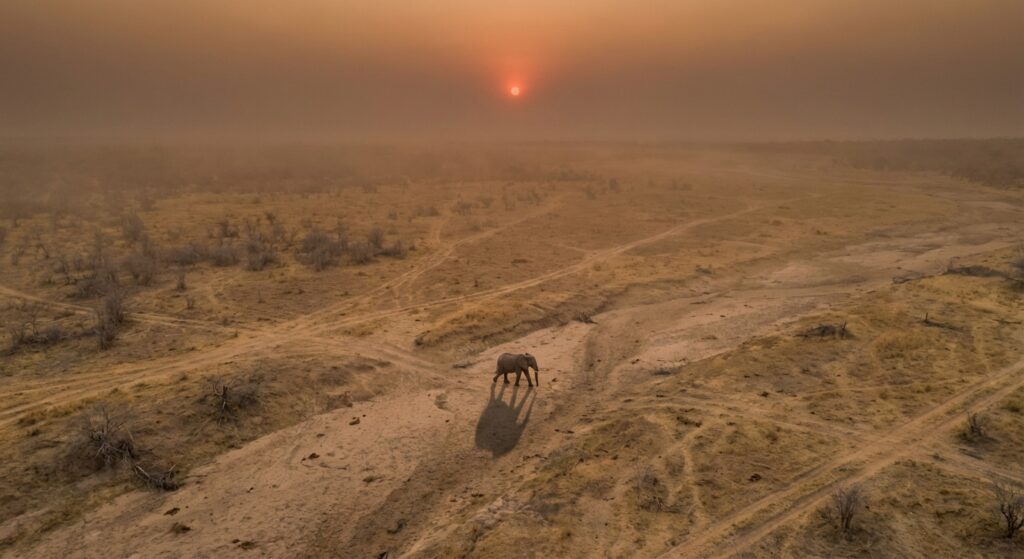 A Twenty-Three Percent Spike in African Elephant Poaching a twenty three percent spike in african elephant p