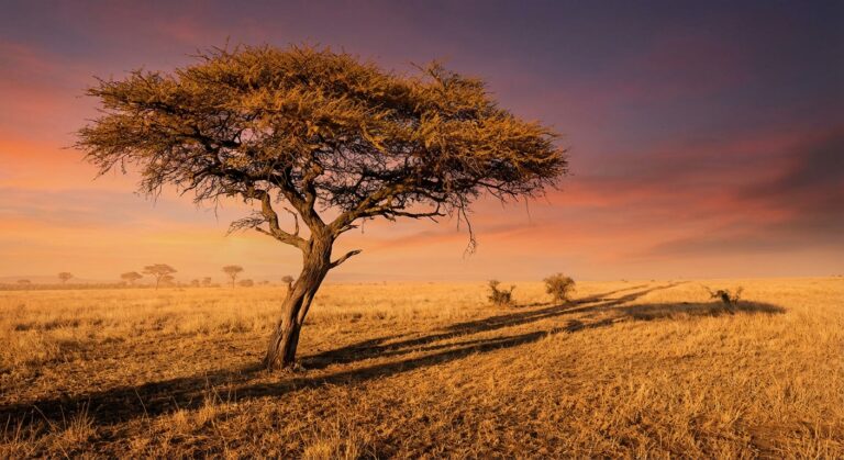 assessing the ecological boundaries of global tree