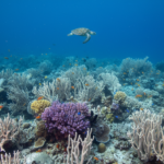 bleached coral great barrier reef