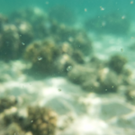coral larvae survival rates jump seventy percent
