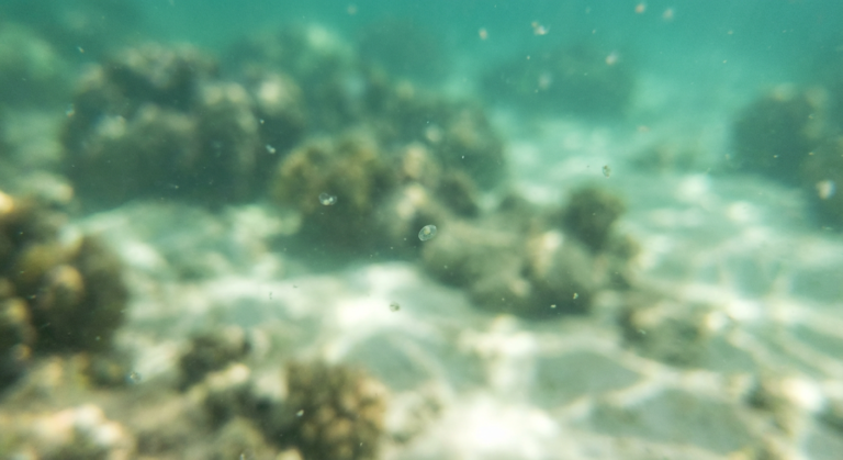 coral larvae survival rates jump seventy percent