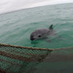fewer than ten vaquita remain in the gulf