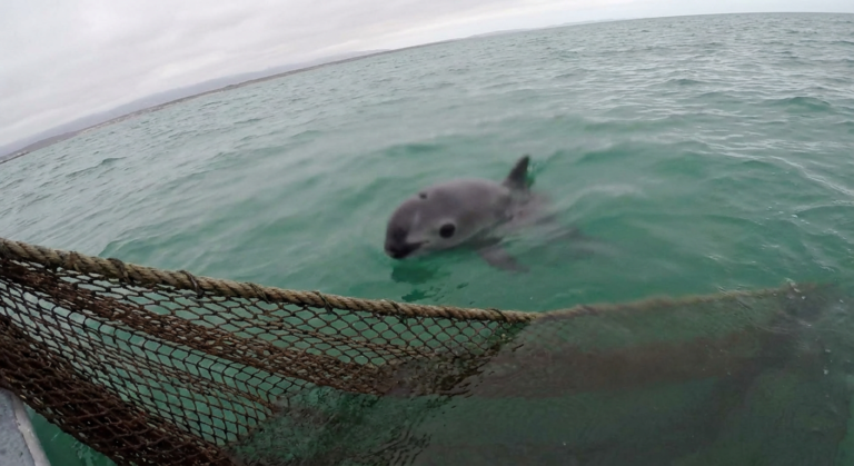 fewer than ten vaquita remain in the gulf